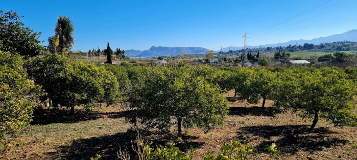 Olive grove in Alhaurin el Grande with house and Pool